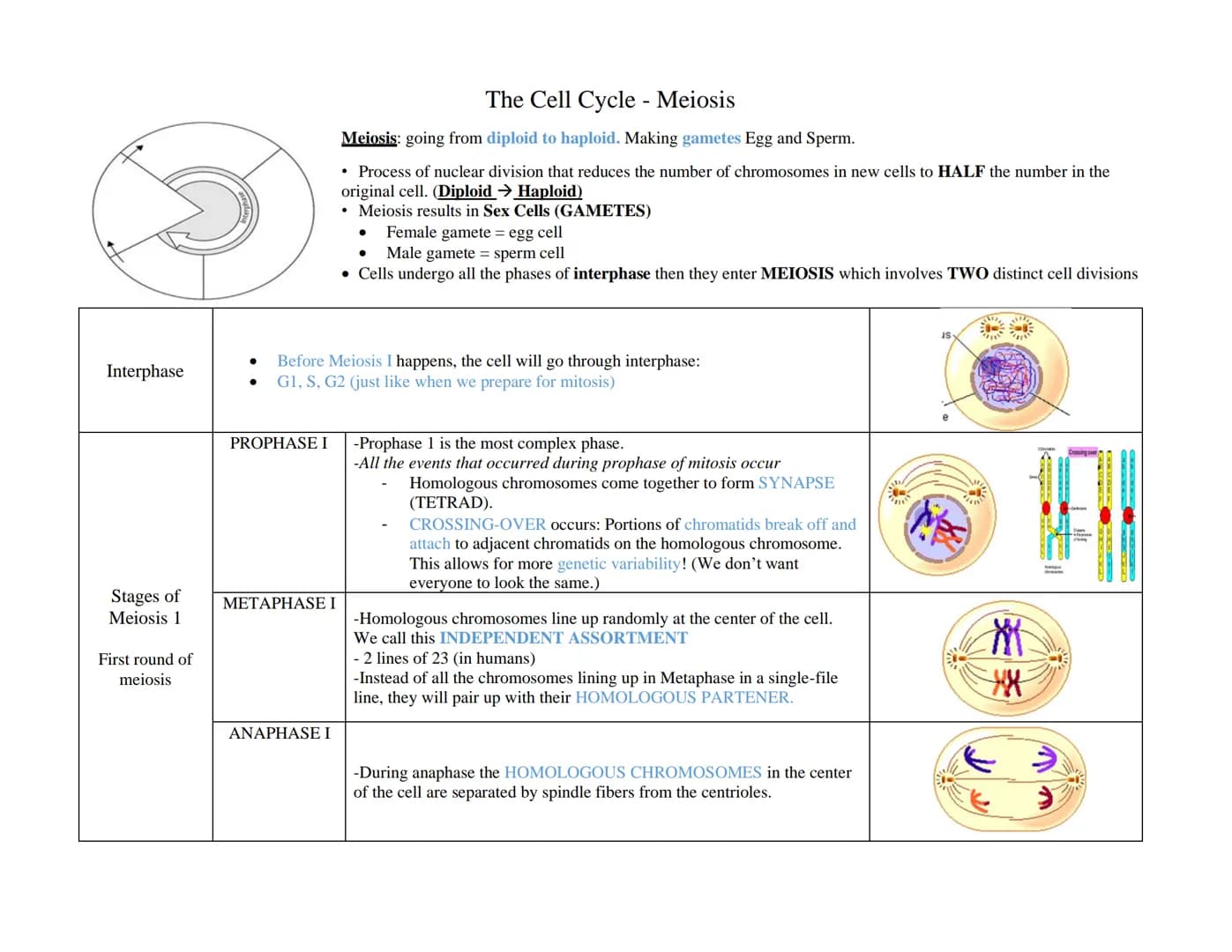 Interphase
Stages of
Meiosis 1
First round of
meiosis
Before Meiosis I happens, the cell will go through interphase:
G1, S, G2 (just like wh