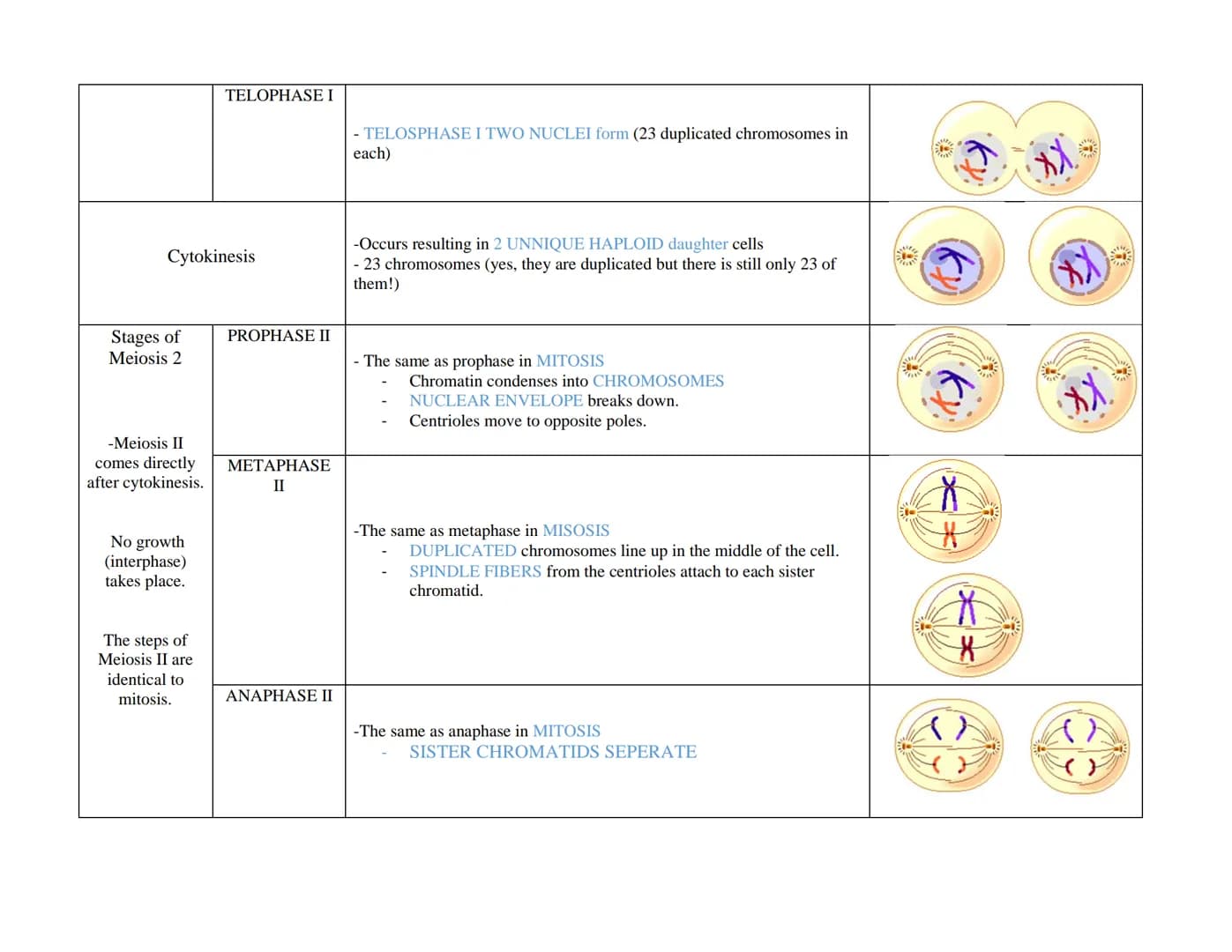 Interphase
Stages of
Meiosis 1
First round of
meiosis
Before Meiosis I happens, the cell will go through interphase:
G1, S, G2 (just like wh