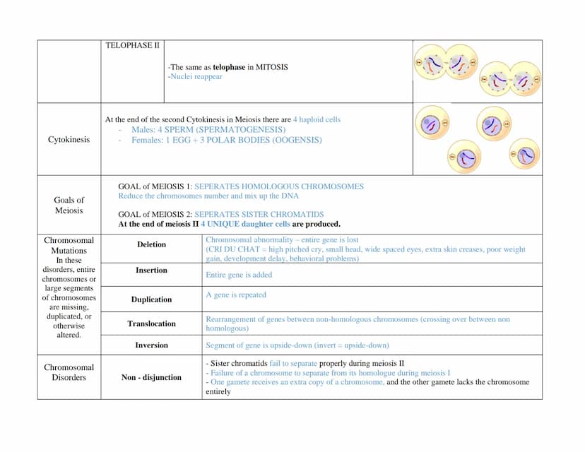 Interphase
Stages of
Meiosis 1
First round of
meiosis
Before Meiosis I happens, the cell will go through interphase:
G1, S, G2 (just like wh
