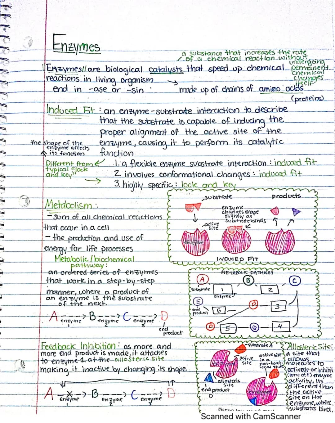 How Enzymes Work: Cool Facts About Enzyme Fits and Stops