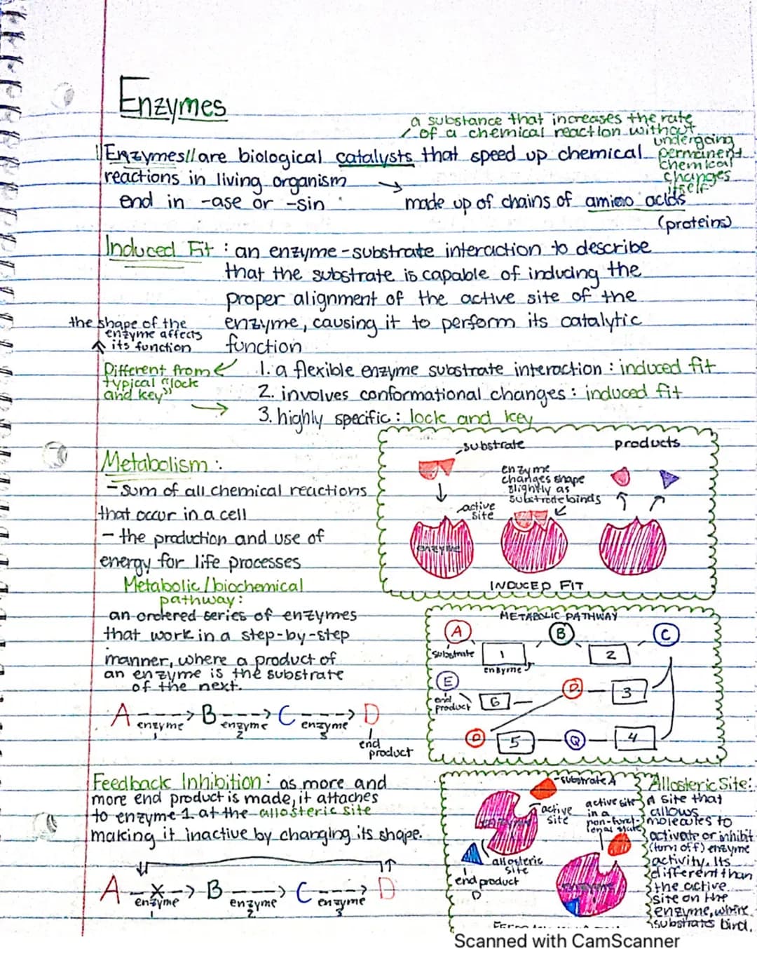 Enzymes
a substance that increases the rate
Zof a chemical reaction without.
undergoing
Enzymes/lare biological catalysts that speed up chem