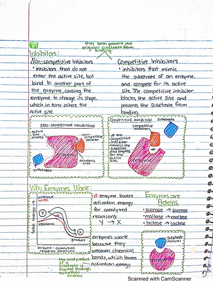 Enzymes
a substance that increases the rate
Zof a chemical reaction without.
undergoing
Enzymes/lare biological catalysts that speed up chem