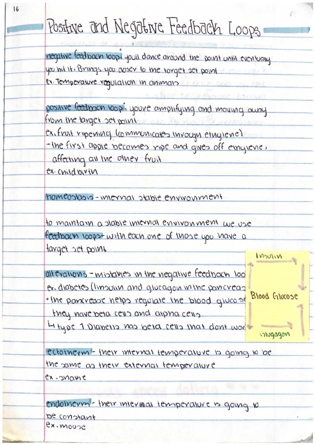 Feedback Loops - positive and negative