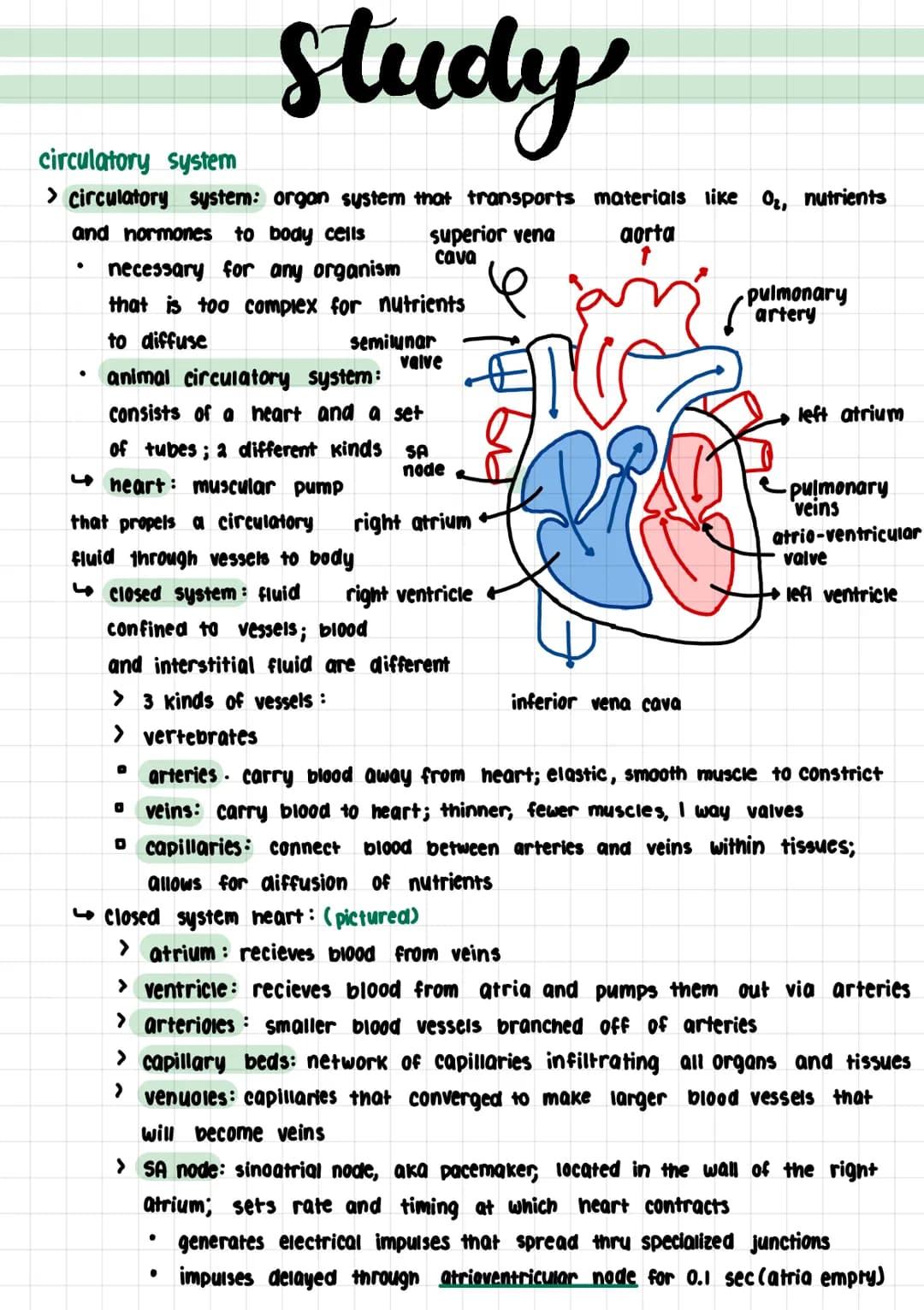 study
circulatory system
> circulatory system: organ system that transports materials like 0₂, nutrients
and normones to body cells
aorta
●
