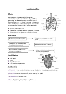 Know GCSE Biology Lungs, Heart and Blood Notes thumbnail