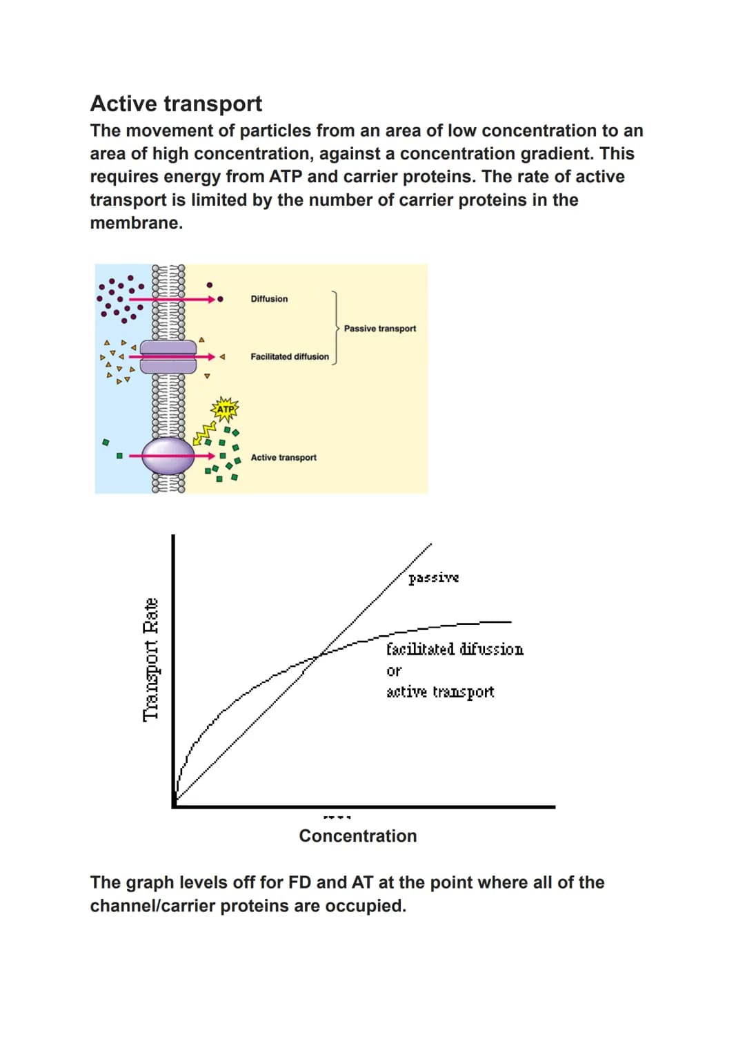 osmosis, active transport and diffusion
Simple Diffusion
The net movement of particles from an area of high concentration
to an area of low 