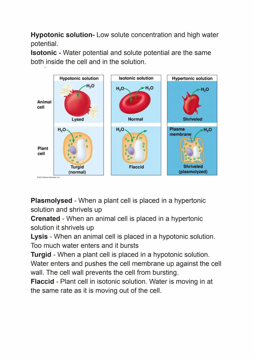 osmosis, active transport and diffusion
Simple Diffusion
The net movement of particles from an area of high concentration
to an area of low 