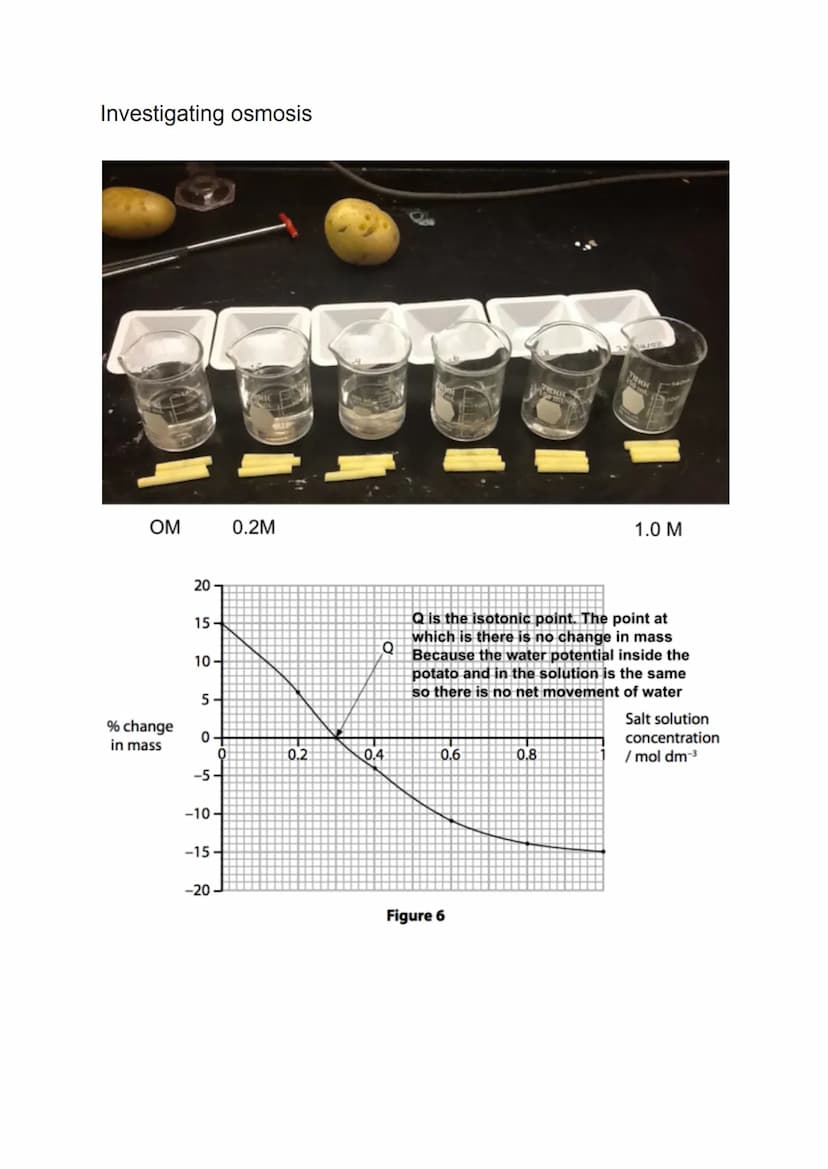 osmosis, active transport and diffusion
Simple Diffusion
The net movement of particles from an area of high concentration
to an area of low 