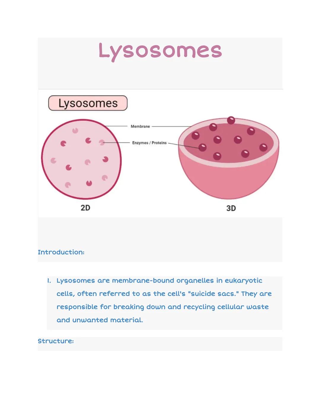 Lysosomes
2D
Introduction:
Lysosomes
Structure:
Membrane
Enzymes/Proteins
3D
1. Lysosomes are membrane-bound organelles in eukaryotic
cells,