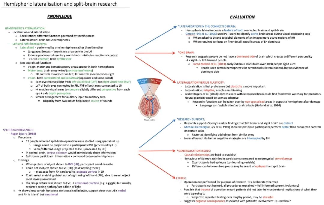 Cool Brain Stuff: Left & Right Side Talk - Split-Brain Experiments and More!