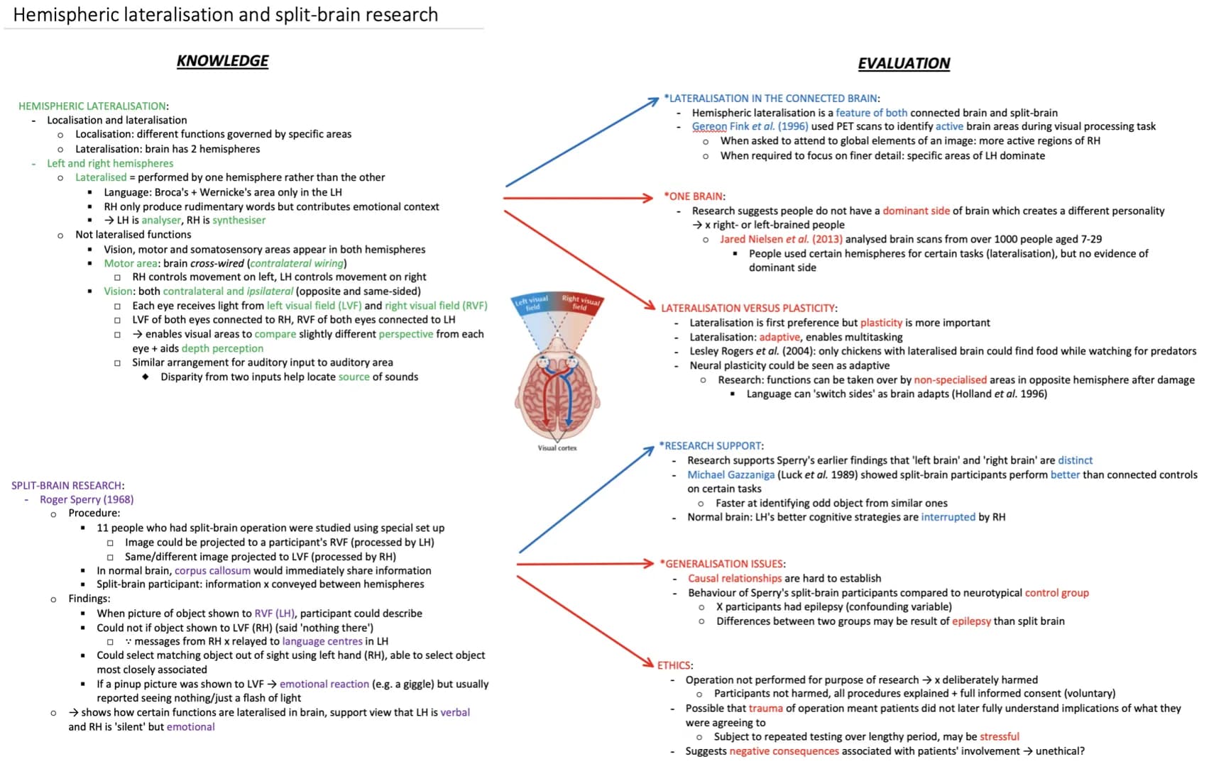 Hemispheric lateralisation and split-brain research
HEMISPHERIC LATERALISATION:
Localisation and lateralisation
O Localisation: different fu