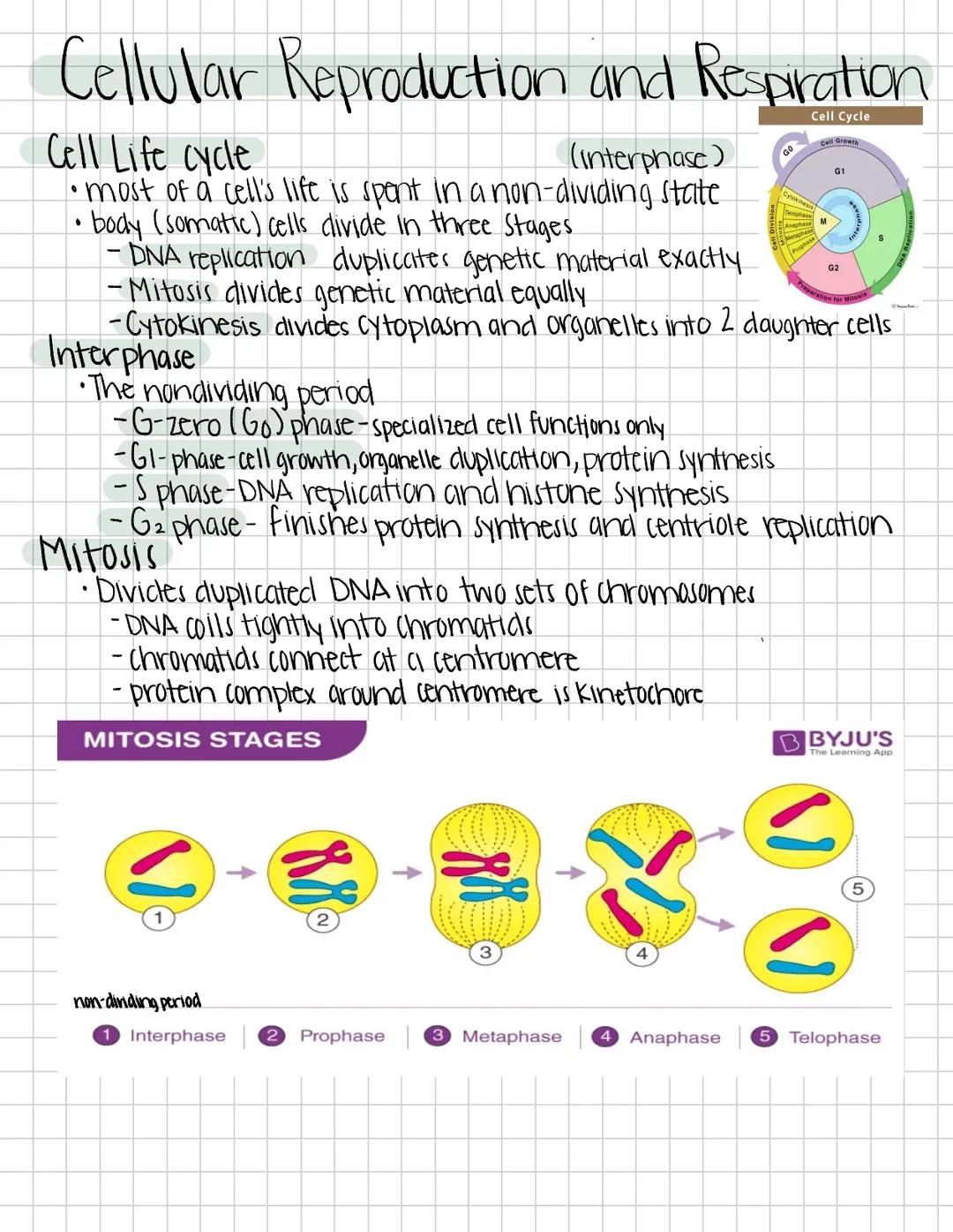 Cell Cycle Stages 10th, 11ty, 12th grade 