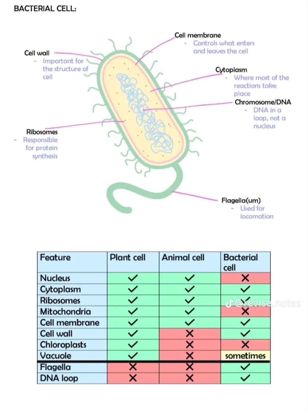 BACTERIAL CELL:
Cell wall
Important for
the structure of
cell
bosomes
Responsible
for protein
synthesis
Feature
Nucleus
Cytoplasm
Ribosomes
