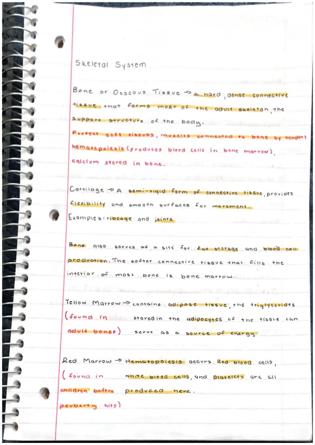 Overview of the Skeletal System: Bones, Cartilage, and Bone Marrow