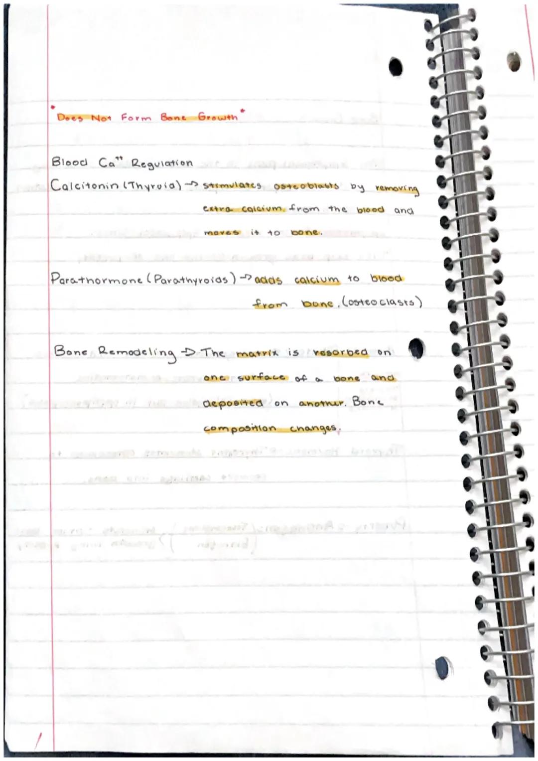 Skeletal System
Bone
or Osscous Tissue a hard dense connective
tissue that forms most of the adult skeleton, the
support structure of the bo