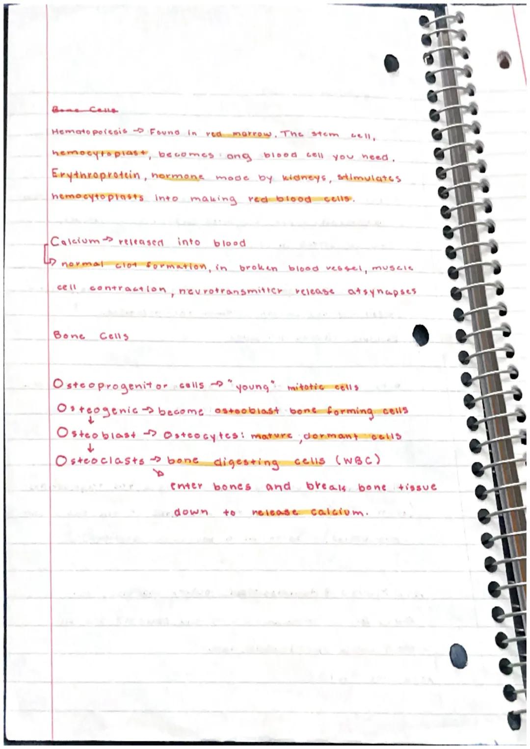 Skeletal System
Bone
or Osscous Tissue a hard dense connective
tissue that forms most of the adult skeleton, the
support structure of the bo
