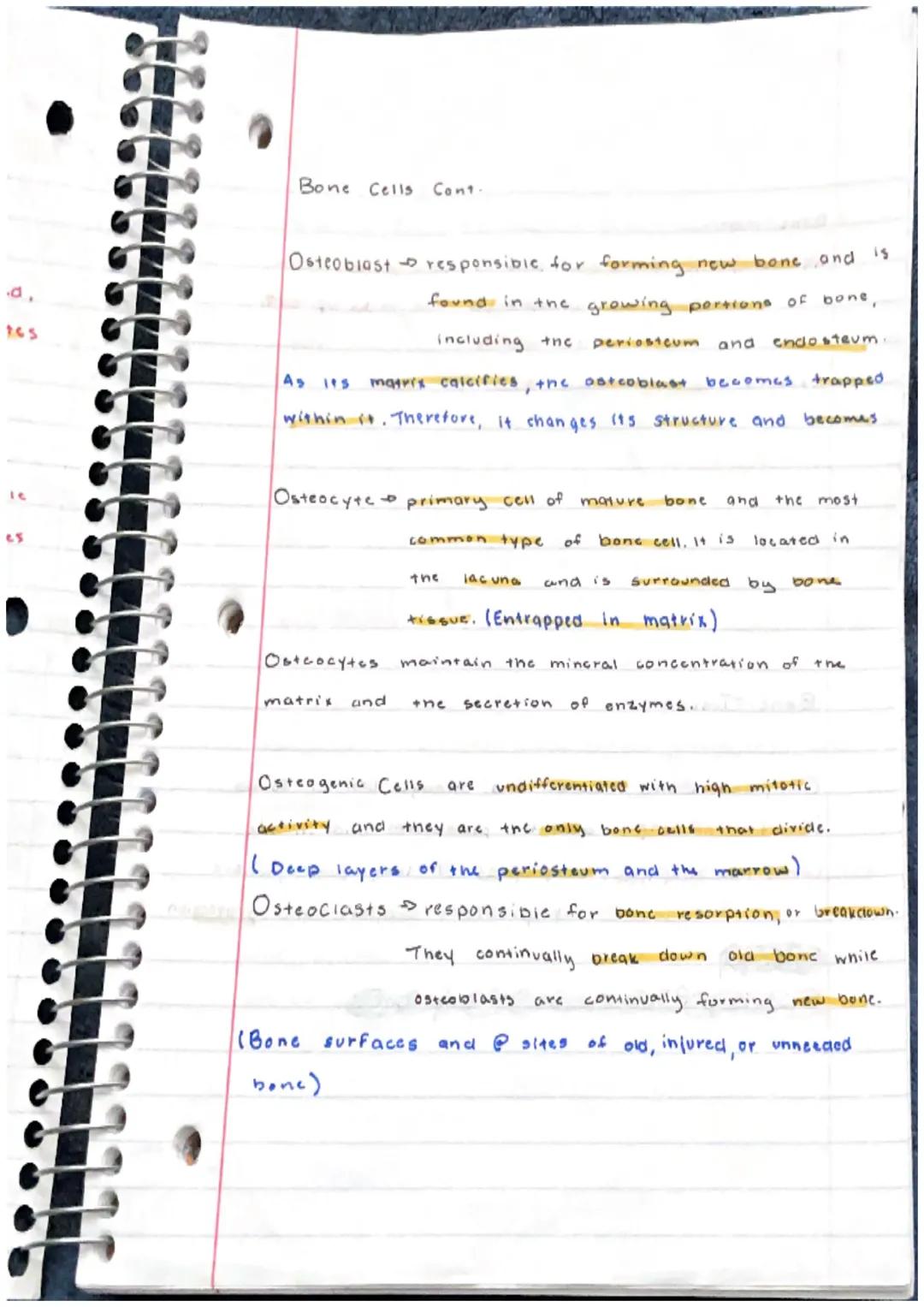 Skeletal System
Bone
or Osscous Tissue a hard dense connective
tissue that forms most of the adult skeleton, the
support structure of the bo