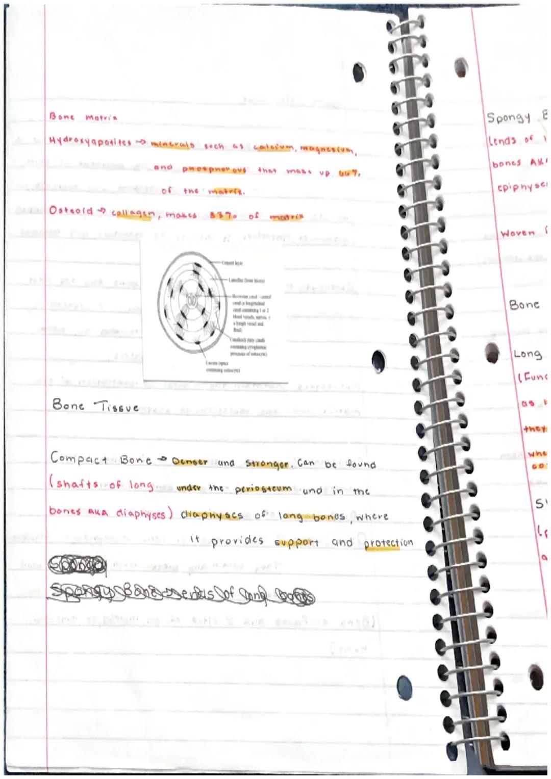 Skeletal System
Bone
or Osscous Tissue a hard dense connective
tissue that forms most of the adult skeleton, the
support structure of the bo