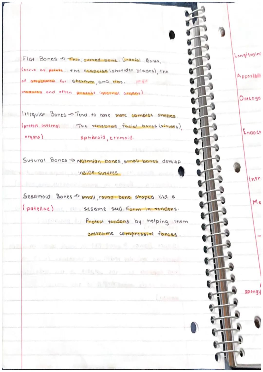 Skeletal System
Bone
or Osscous Tissue a hard dense connective
tissue that forms most of the adult skeleton, the
support structure of the bo
