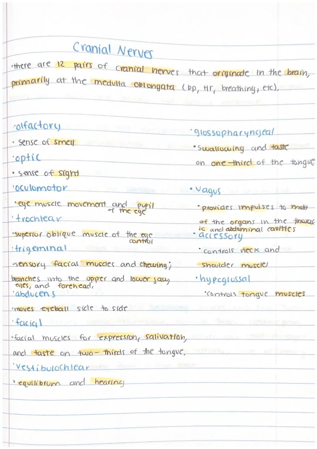 # The peripheral Nervous system

• The second division of the nervous system is the peripheral nervous.
system being composed of all the ner