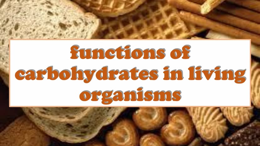 carbohydrates carbohydrates
A are also known as “carbs"
A have several roles in living organisms,
including energy transportation
A are also