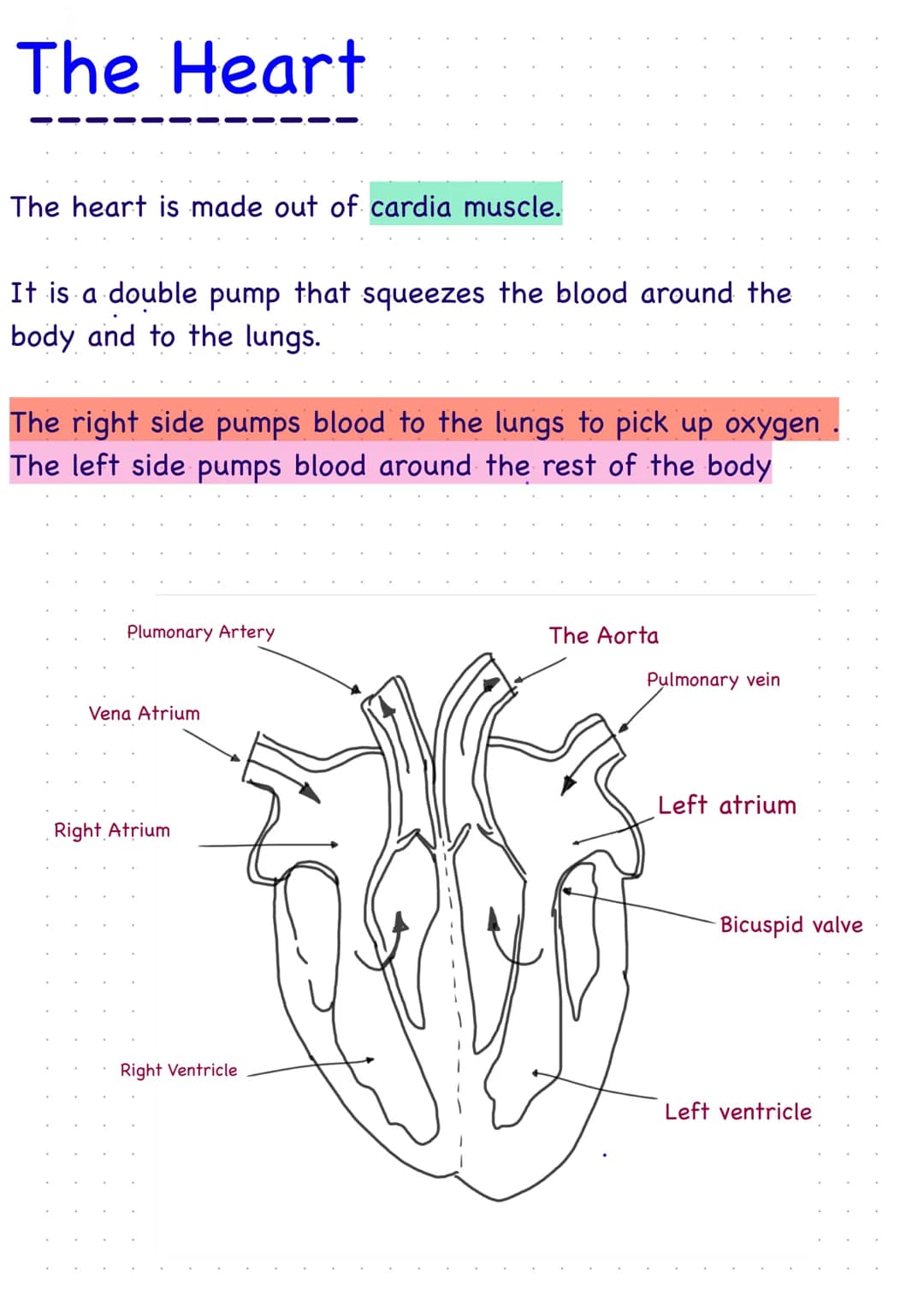 The Heart
The heart is made out of cardia muscle.
It is a double pump that squeezes the blood around the
body and to the lungs.
The right si