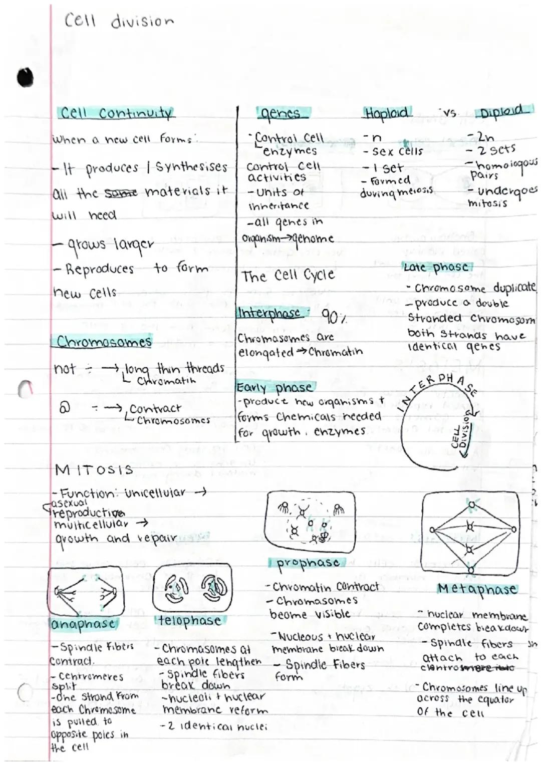 What's the Difference? Mitosis vs. Meiosis in Cell Division