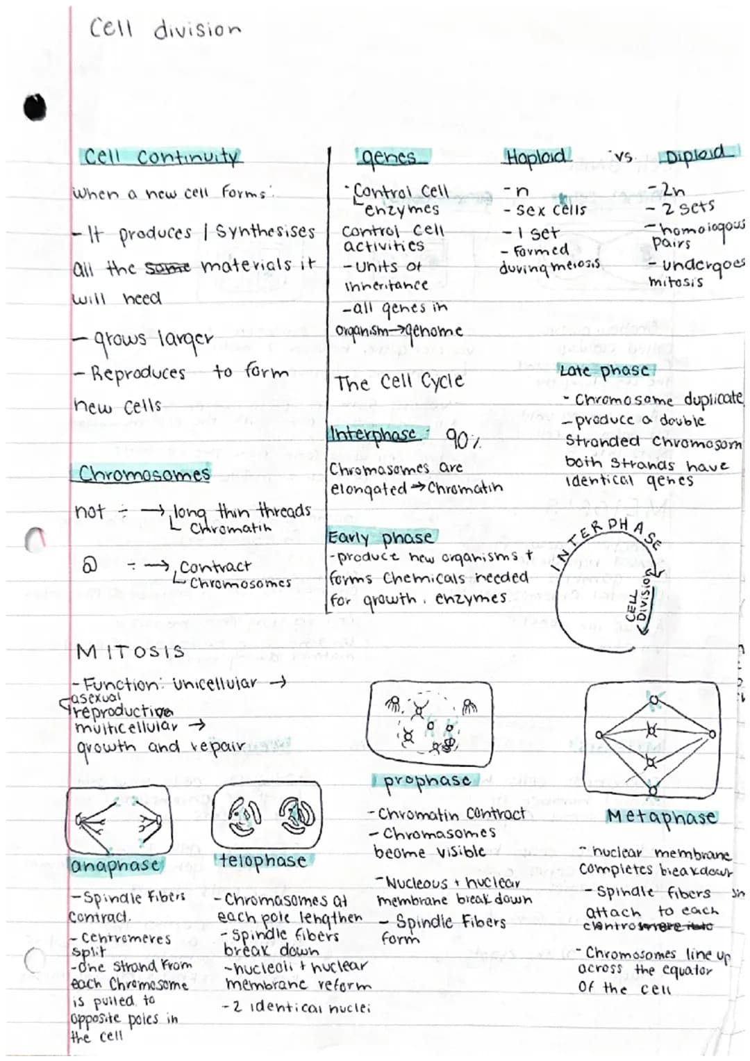 C
Cell division
cell continuity
When a new cell Forms...
- It produces / Synthesises
all the same materials it
will need
•grows larger
•Repr