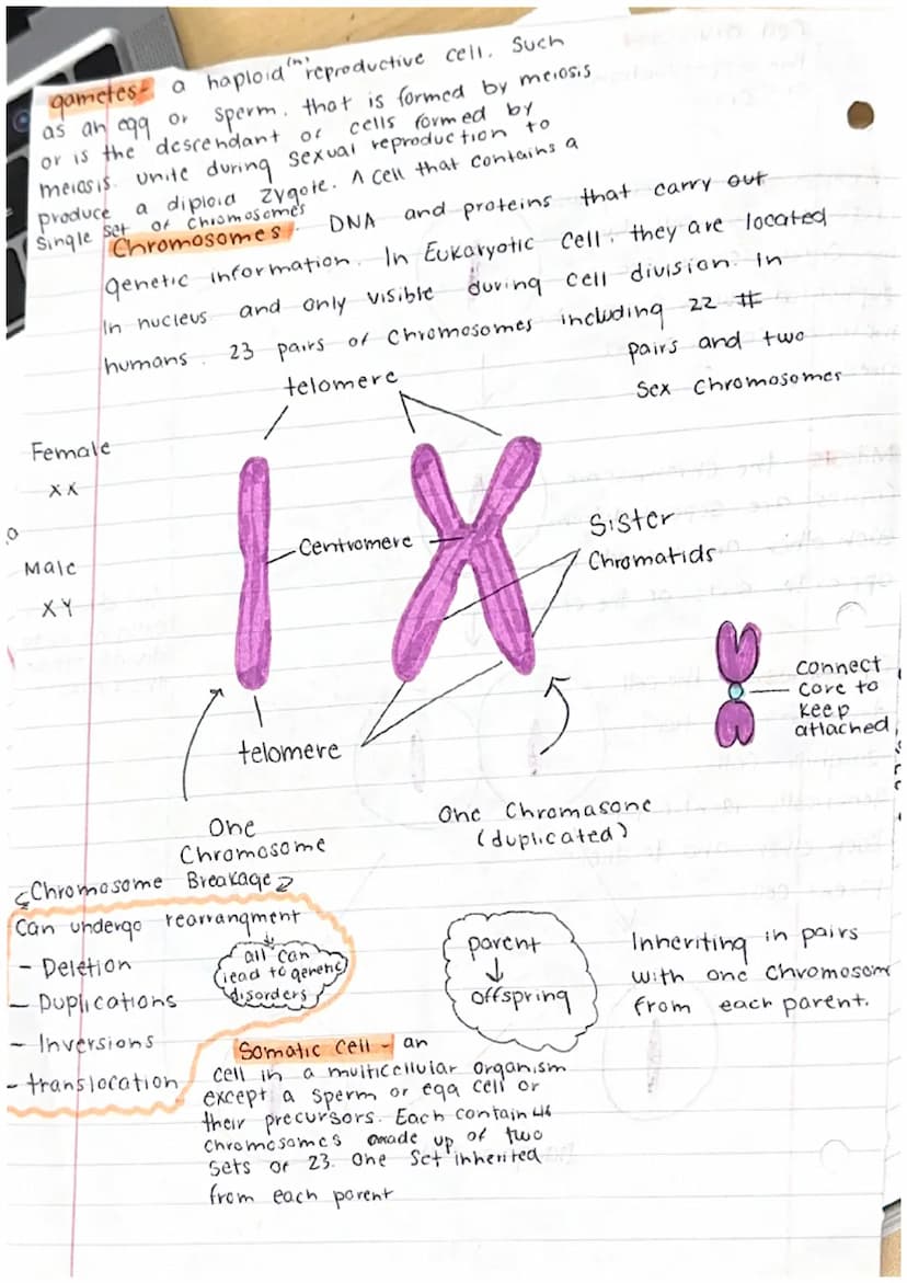 C
Cell division
cell continuity
When a new cell Forms...
- It produces / Synthesises
all the same materials it
will need
•grows larger
•Repr