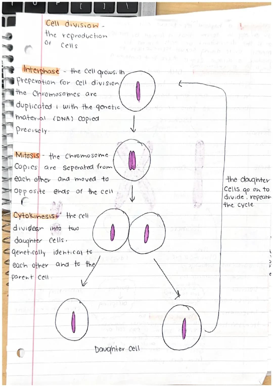 C
Cell division
cell continuity
When a new cell Forms...
- It produces / Synthesises
all the same materials it
will need
•grows larger
•Repr