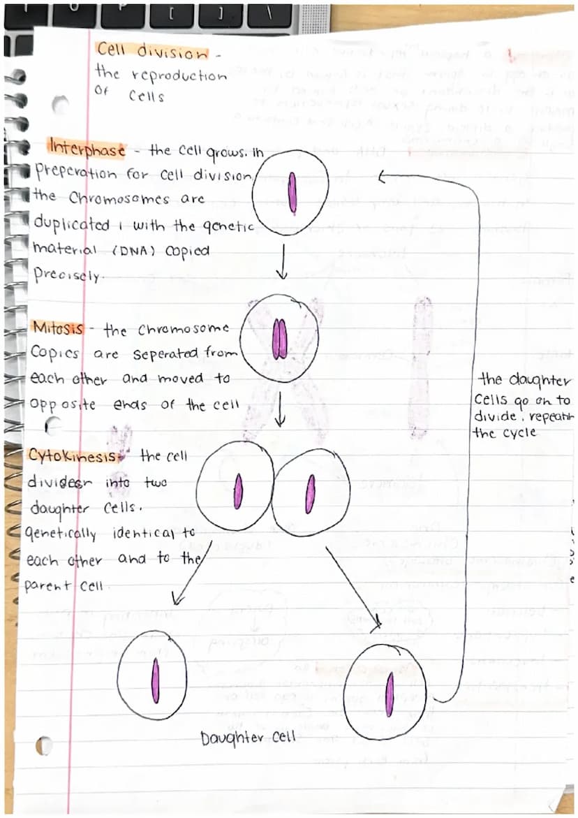 C
Cell division
cell continuity
When a new cell Forms...
- It produces / Synthesises
all the same materials it
will need
•grows larger
•Repr