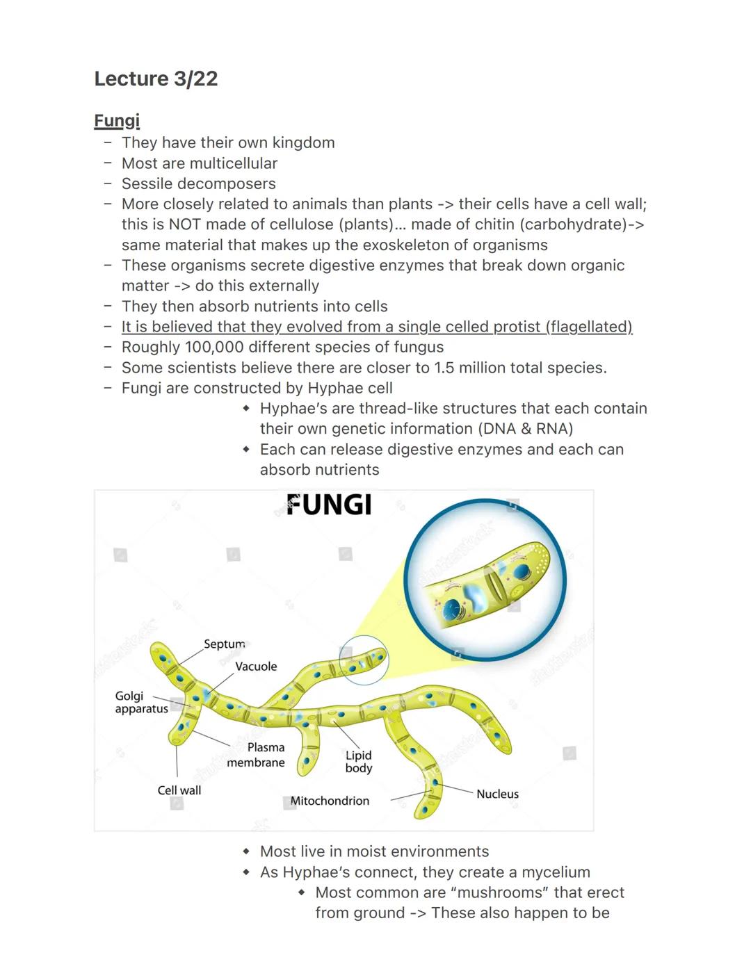 Lecture 3/22
Fungi
-
They have their own kingdom
Most are multicellular
- Sessile decomposers
- More closely related to animals than plants 