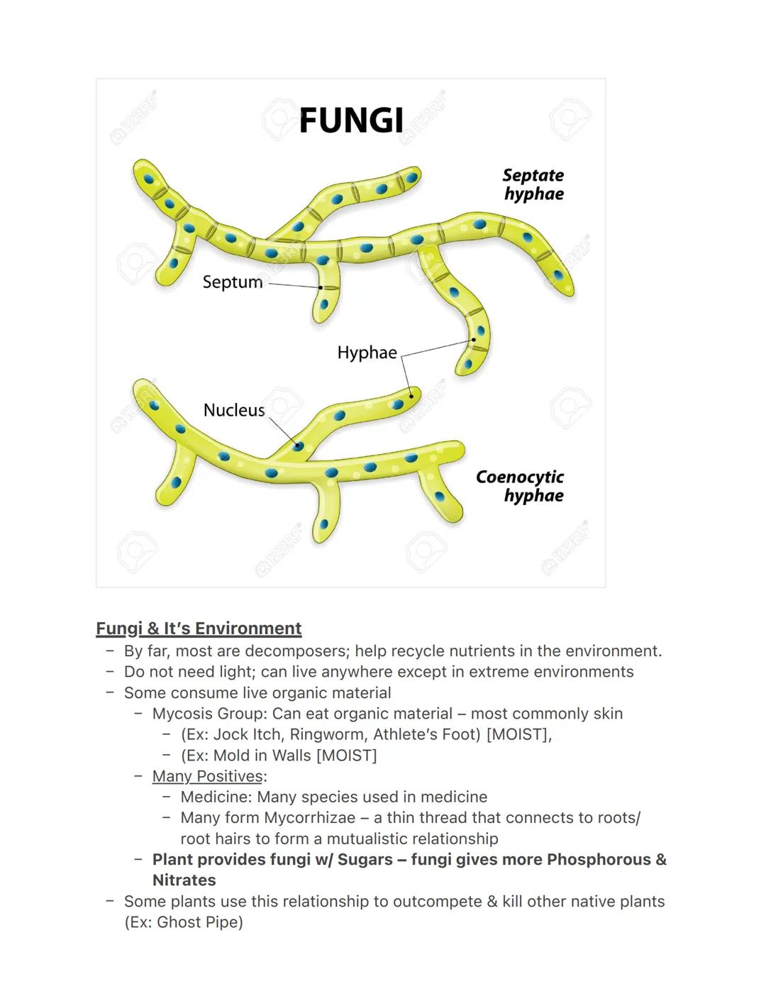 Lecture 3/22
Fungi
-
They have their own kingdom
Most are multicellular
- Sessile decomposers
- More closely related to animals than plants 