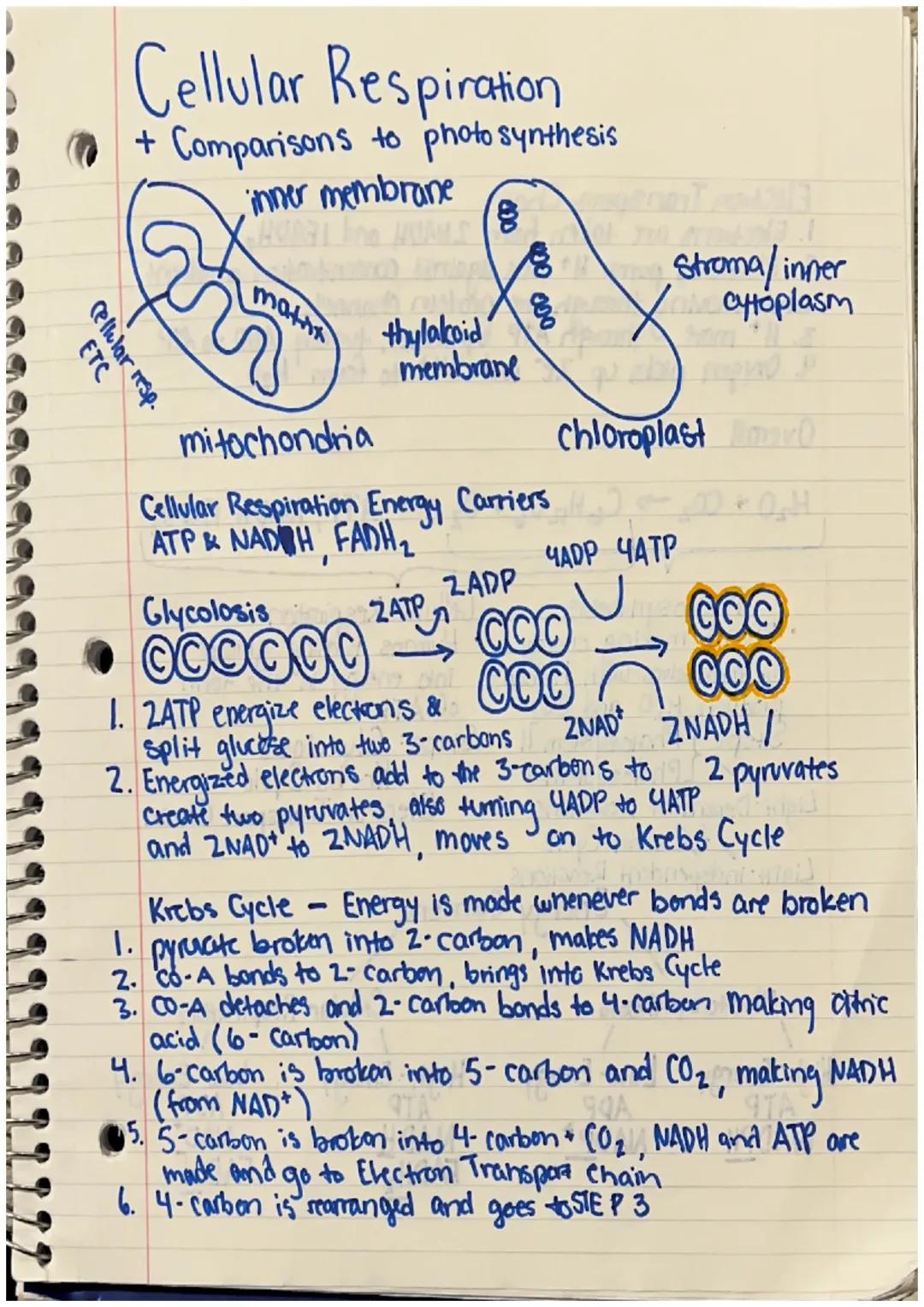 Cellular Respiration and Photosynthesis