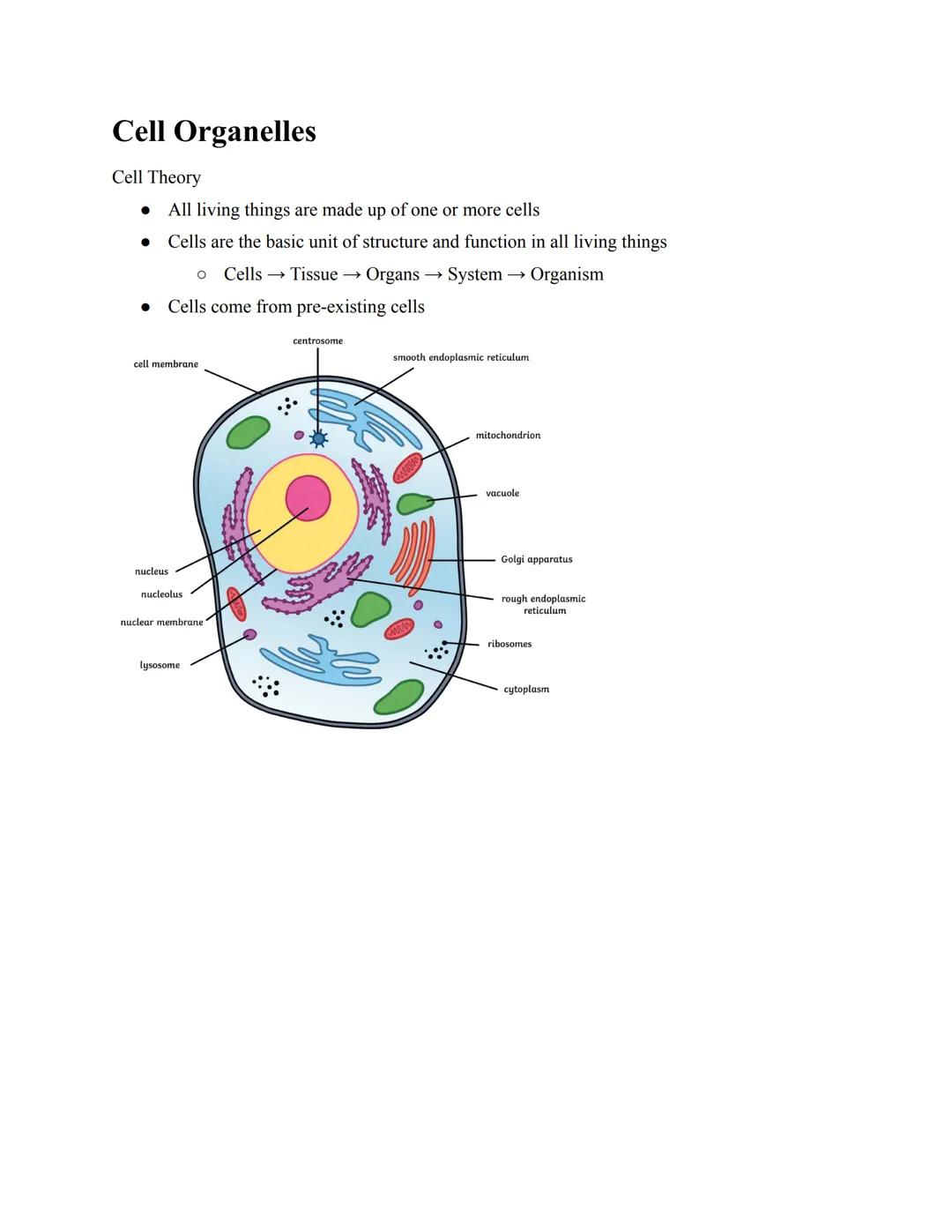 Cell Organelles
Cell Theory
● All living things are made up of one or more cells
Cells are the basic unit of structure and function in all l