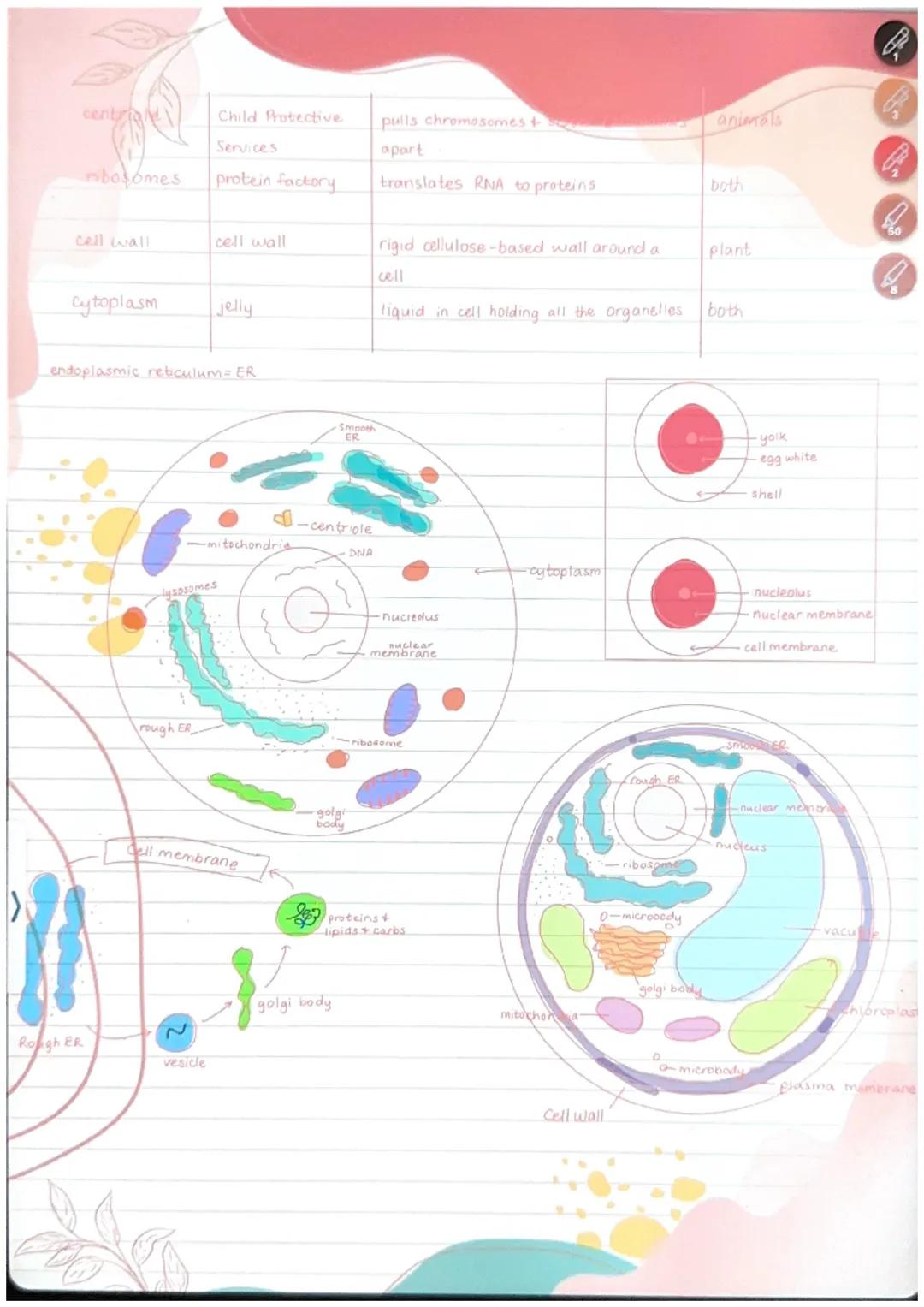 2 Cells are the basic units of life
3 All cells arise from pre-existing cells
Prokaryotic Cell - batten a
circular DNA
no membrane-bound org