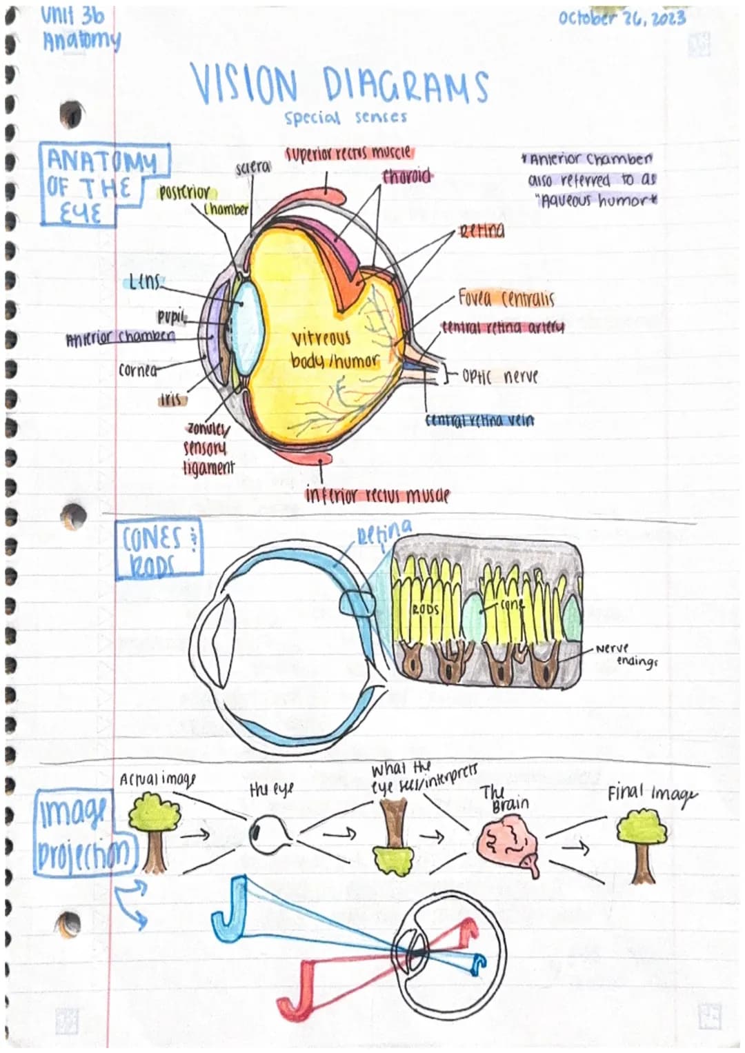 Unit 3b
Anatomy
ANATOMY
OF THE Posterior
પદ
Lens
Pupil
Anterior chamber
Cornea
VISION DIAGRAMS
Special senses
CONES
RODS
image
projection
Ac
