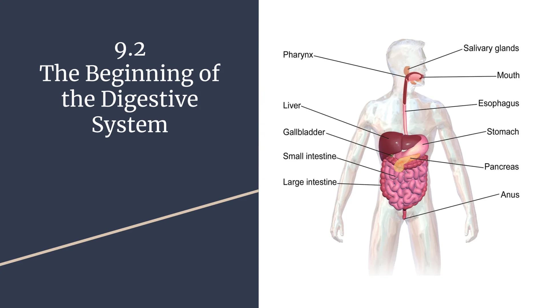 Nutrition & Digestion
Chapter 9 notes 9.1
Nutrients &
Nutrition
KUMO
RANG
NDO
SALP
LICHI
Orig Metabolism- chemical processes of life
Nutrien