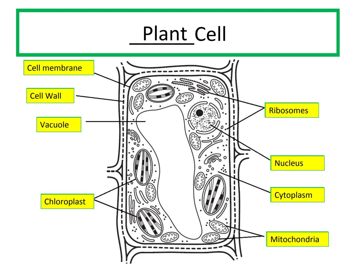 Starter
Answer the following questions in your jotter:
1.Draw and label an animal cell.
2.Draw and label a plant cell.
3. Extension - give a