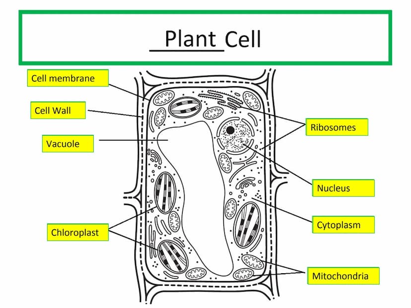 Starter
Answer the following questions in your jotter:
1.Draw and label an animal cell.
2.Draw and label a plant cell.
3. Extension - give a