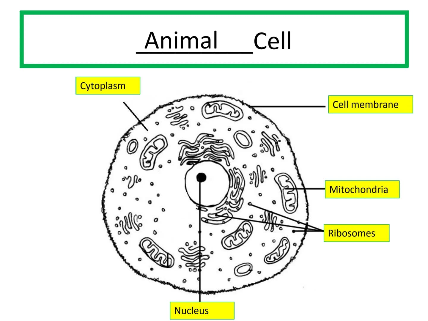Starter
Answer the following questions in your jotter:
1.Draw and label an animal cell.
2.Draw and label a plant cell.
3. Extension - give a