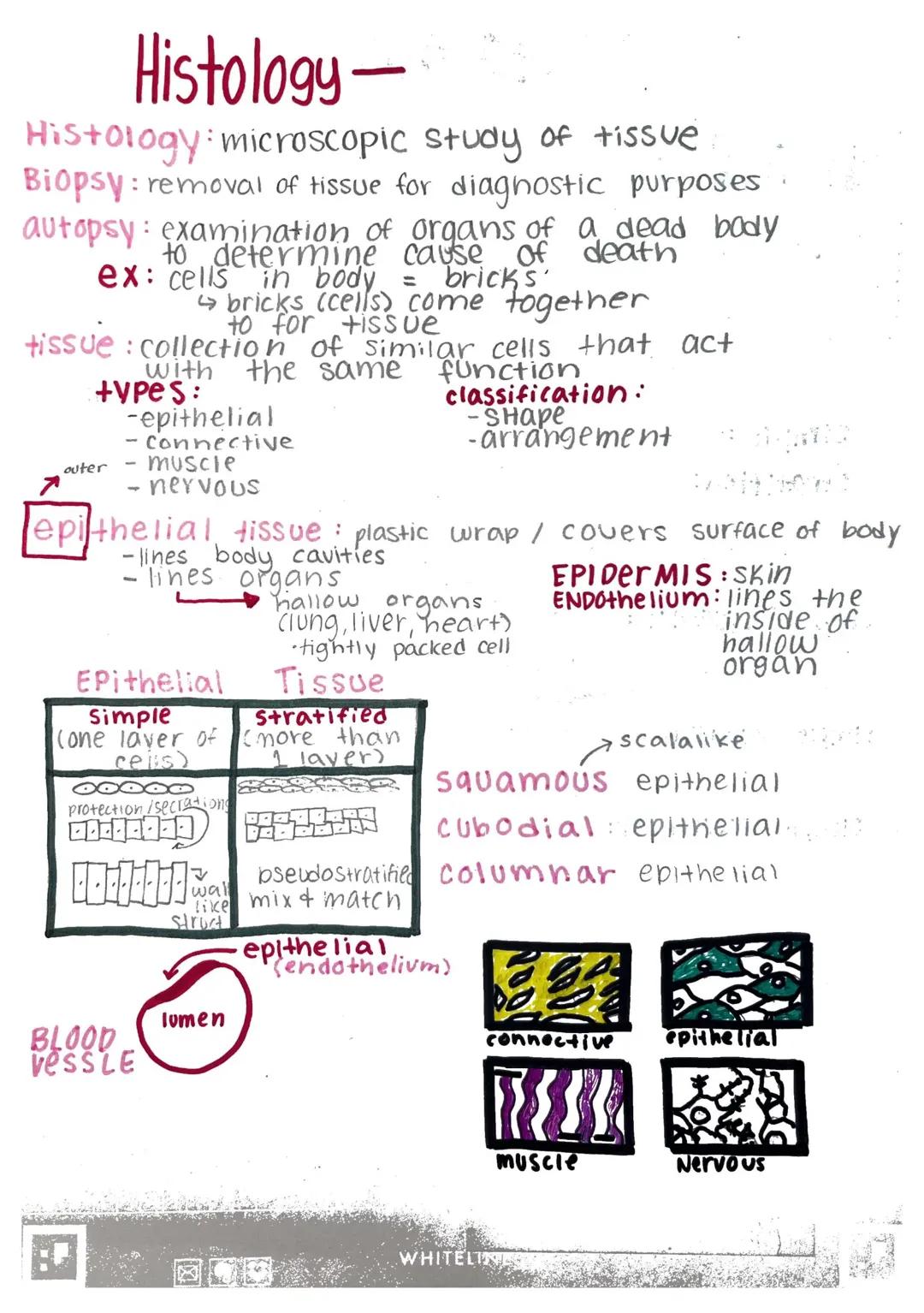 Cool Facts About Epithelial and Connective Tissues!