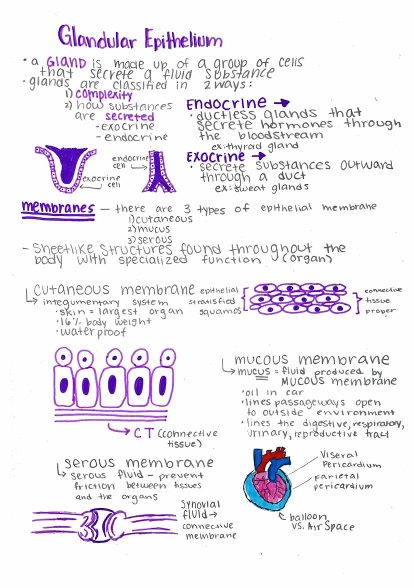 Histology-
Histology: microscopic study of tissue
Biopsy: removal of tissue for diagnostic purposes
autopsy: examination of organs of a dead