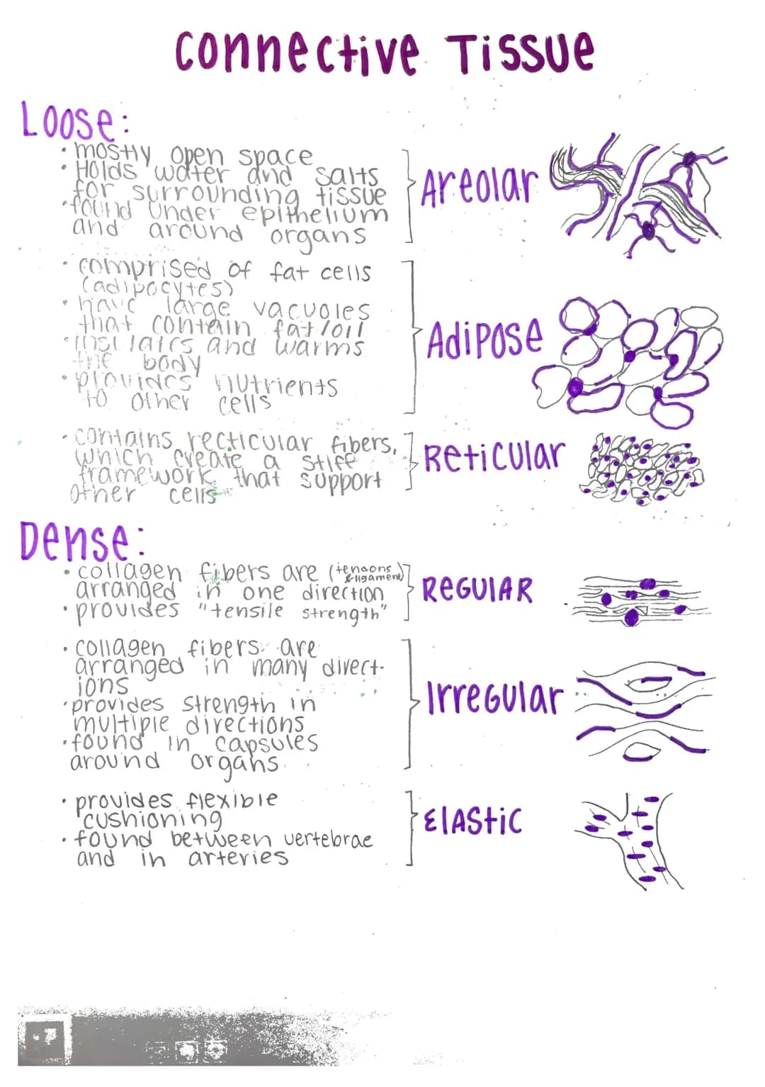Histology-
Histology: microscopic study of tissue
Biopsy: removal of tissue for diagnostic purposes
autopsy: examination of organs of a dead