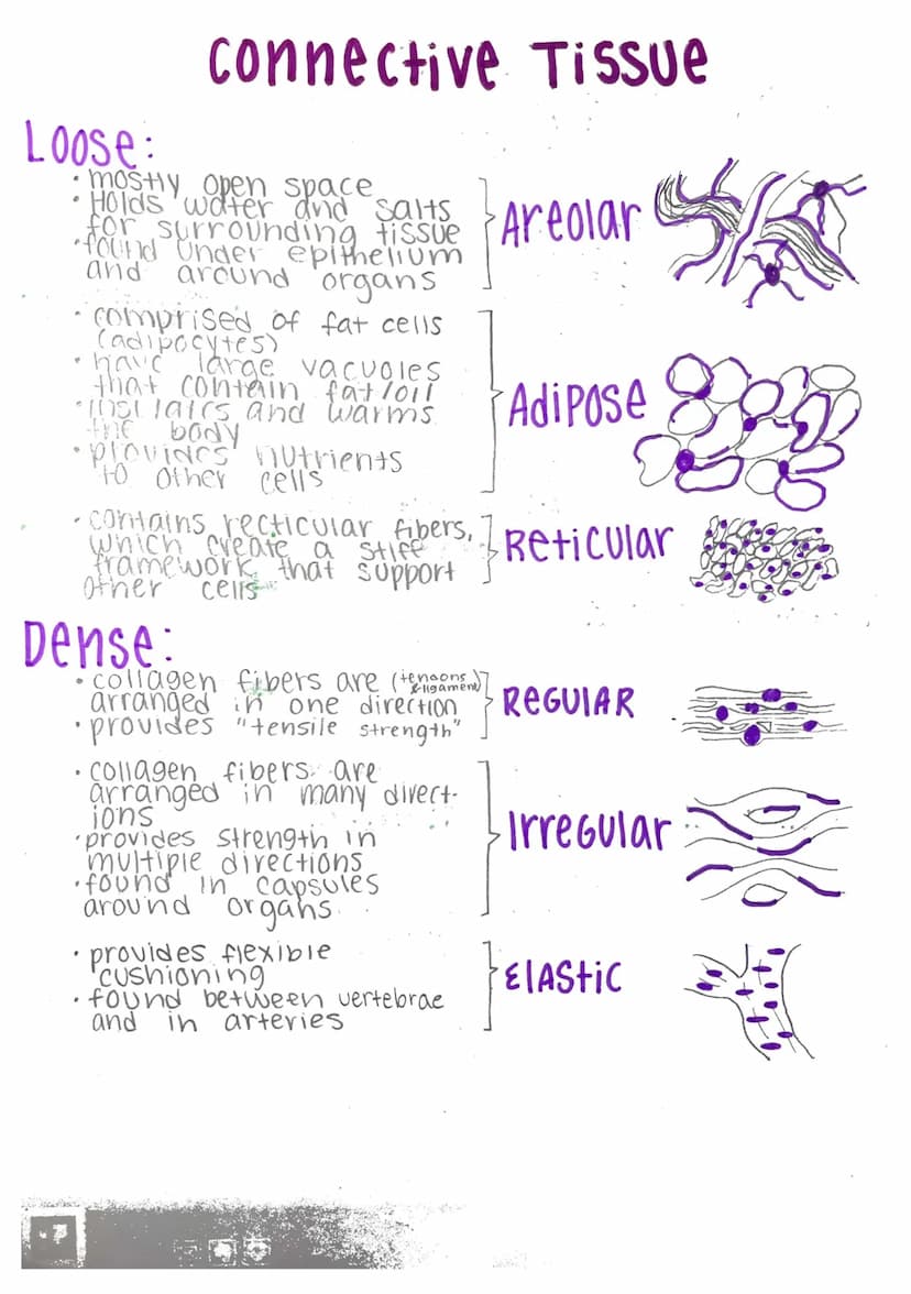Histology-
Histology: microscopic study of tissue
Biopsy: removal of tissue for diagnostic purposes
autopsy: examination of organs of a dead