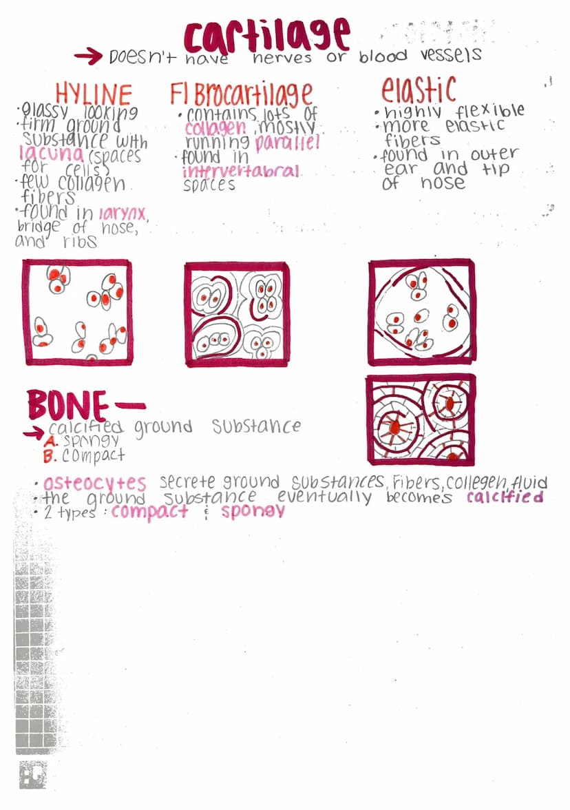 Histology-
Histology: microscopic study of tissue
Biopsy: removal of tissue for diagnostic purposes
autopsy: examination of organs of a dead