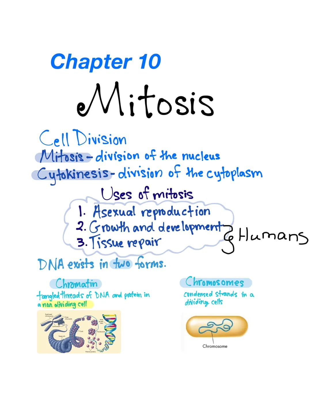 Chapter 10
Mitosis
Cell Division
Mitosis-division of the nucleus
Cytokinesis-division of the cytoplasm
Uses of mitosis
1. Asexual reproducti