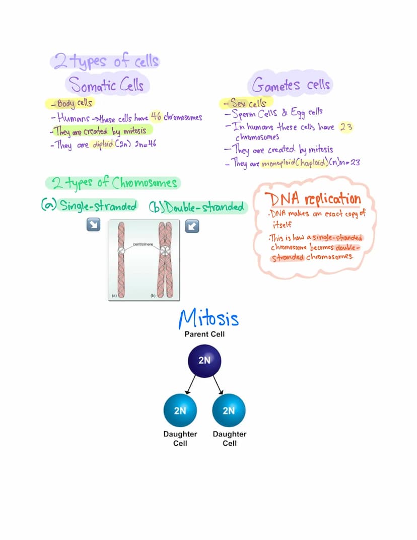 Chapter 10
Mitosis
Cell Division
Mitosis-division of the nucleus
Cytokinesis-division of the cytoplasm
Uses of mitosis
1. Asexual reproducti