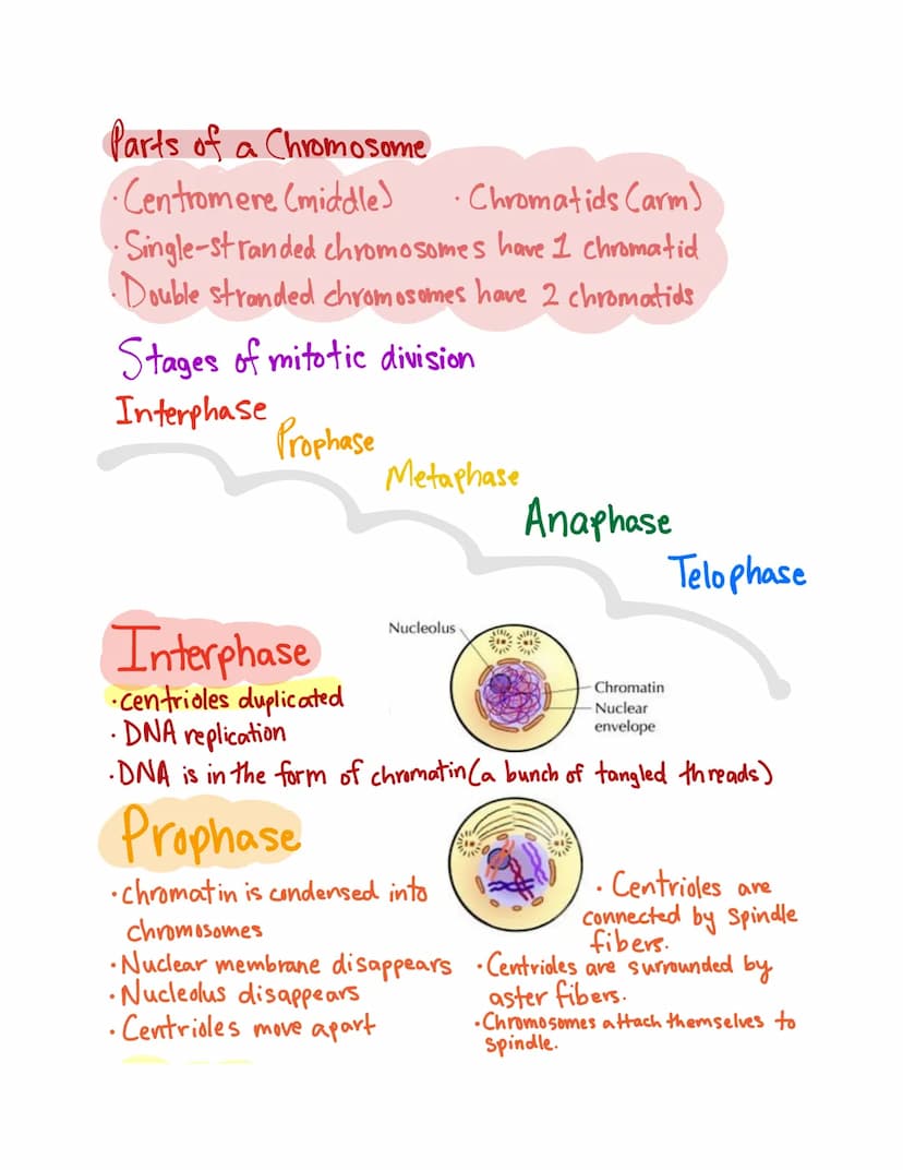 Chapter 10
Mitosis
Cell Division
Mitosis-division of the nucleus
Cytokinesis-division of the cytoplasm
Uses of mitosis
1. Asexual reproducti