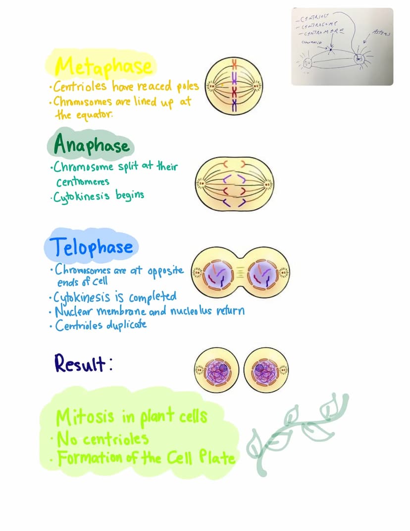 Chapter 10
Mitosis
Cell Division
Mitosis-division of the nucleus
Cytokinesis-division of the cytoplasm
Uses of mitosis
1. Asexual reproducti